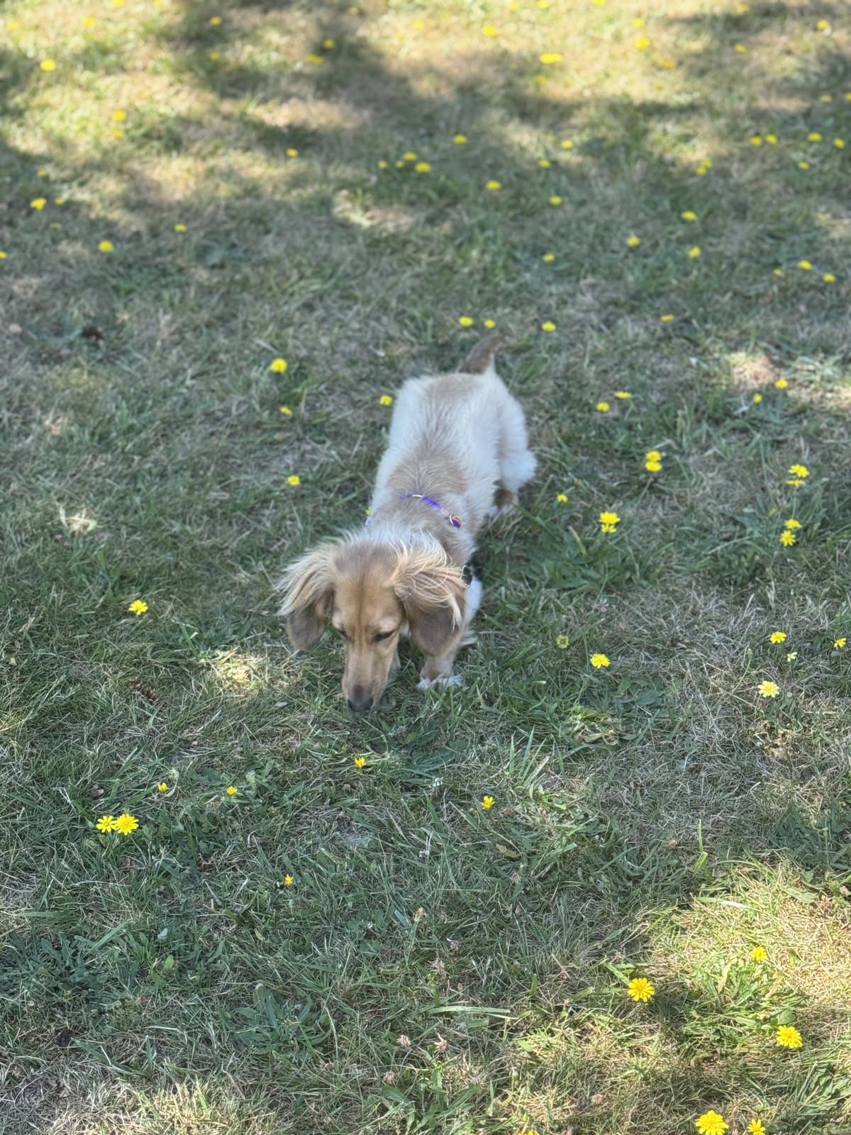 Willow, a long-haired dachshund, sniffing through grass dotted with small yellow flowers
