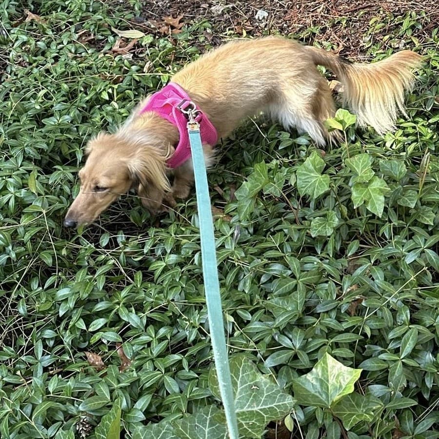 Willow, a long-haired dachshund in a pink harness, nose down in a bed of ground cover mid-sniff