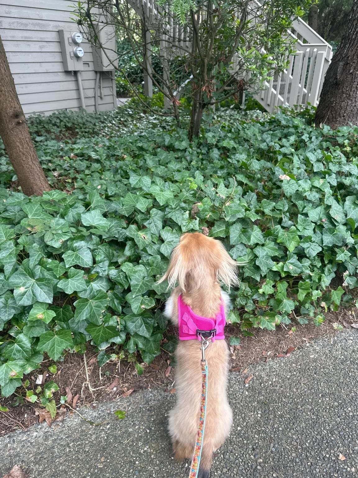 Willow from behind, her whole head buried in a patch of ivy